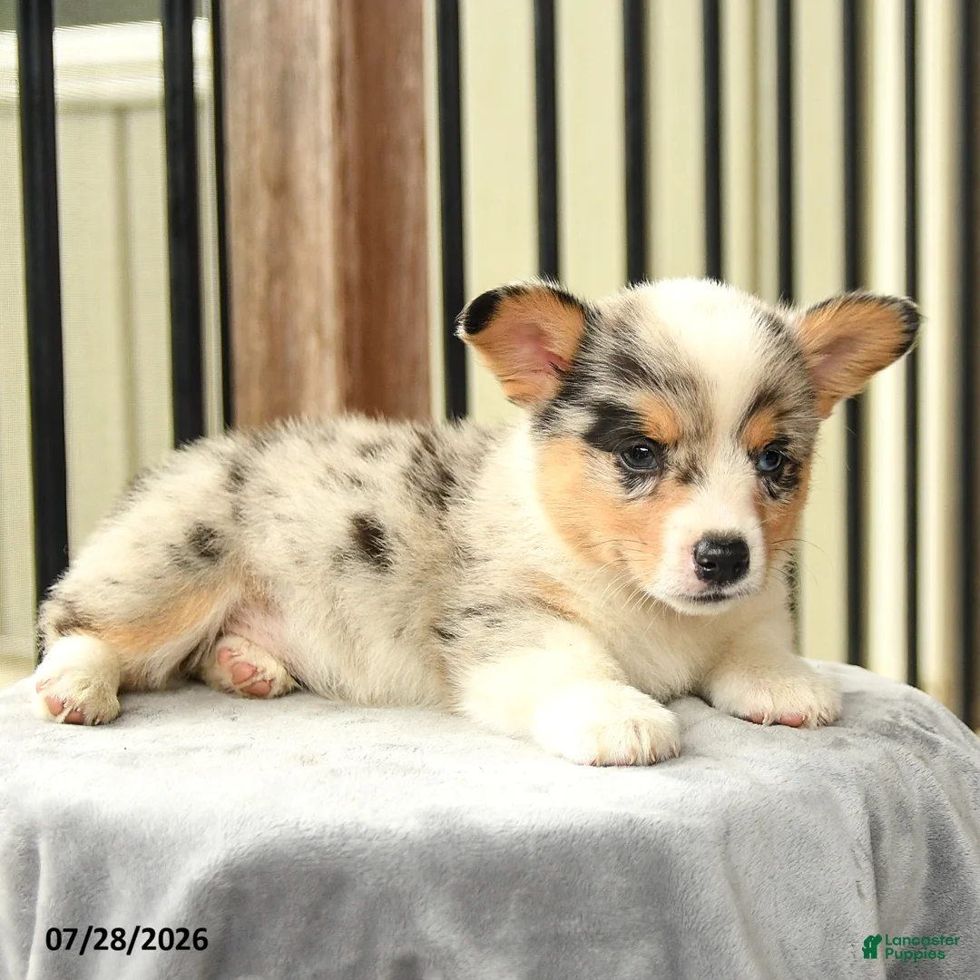 Welsh Corgi Pembroke dogs for sale: Rainbow - Ad 2