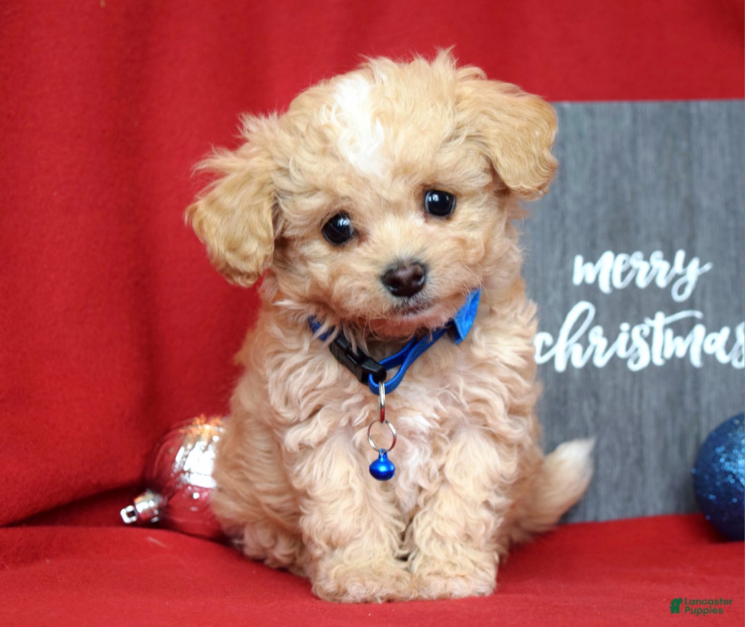 Maltipoo dogs for sale: Tucker - Ad 9