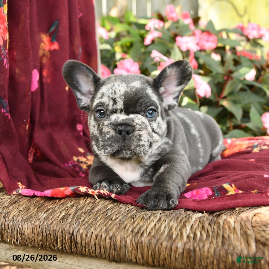 French Bulldog dogs Riff Raff - Ad 1