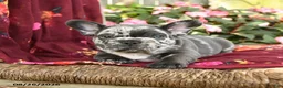 French Bulldog dogs for sale: Riff Raff - Ad 1