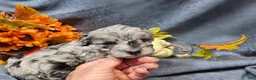 Maltipoo dogs for sale: Jinx - Ad 9