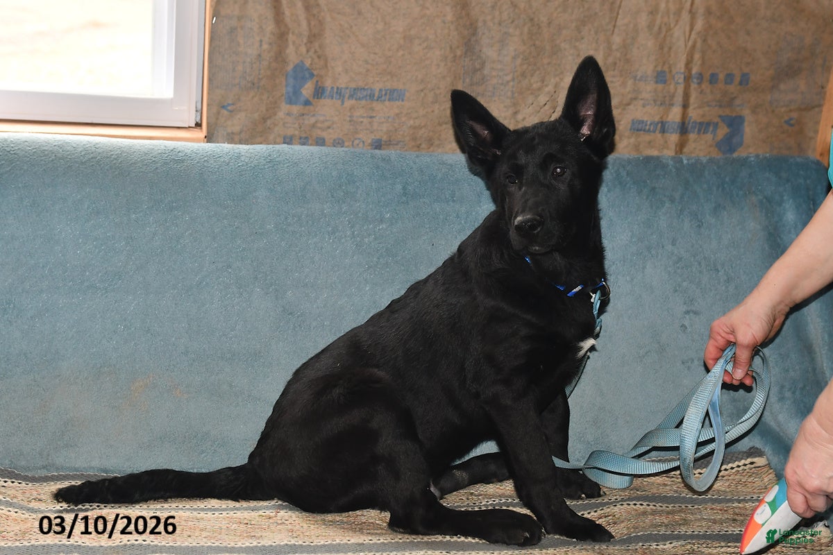 Belgian Malinois dogs Pepper - Ad 2