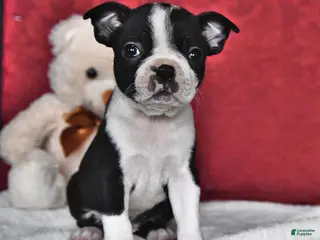 Boston Terrier dogs for sale: Polly - Ad 2