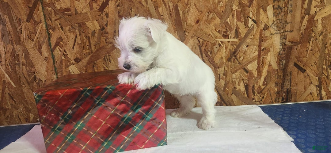 Miniature Schnauzer dogs for sale: Wally - Ad 6