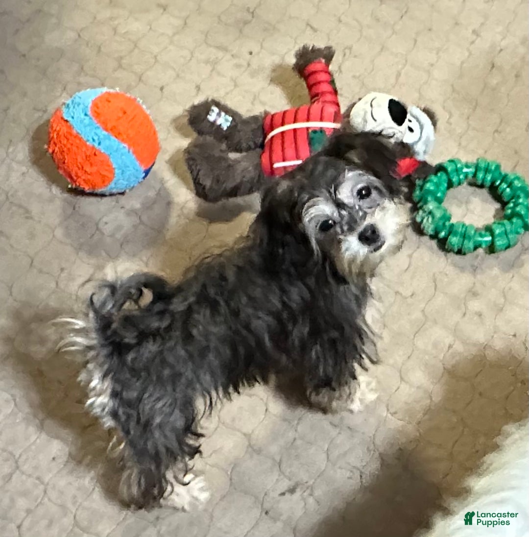 Shihpoo dogs for sale: Shihpoo Puppy 5 - Ad 1