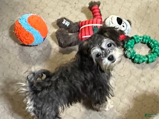 Shihpoo dogs Shihpoo Puppy 5 - Ad 8