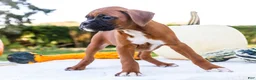 Boxer dogs for sale: Mandy Boxer - Ad 3