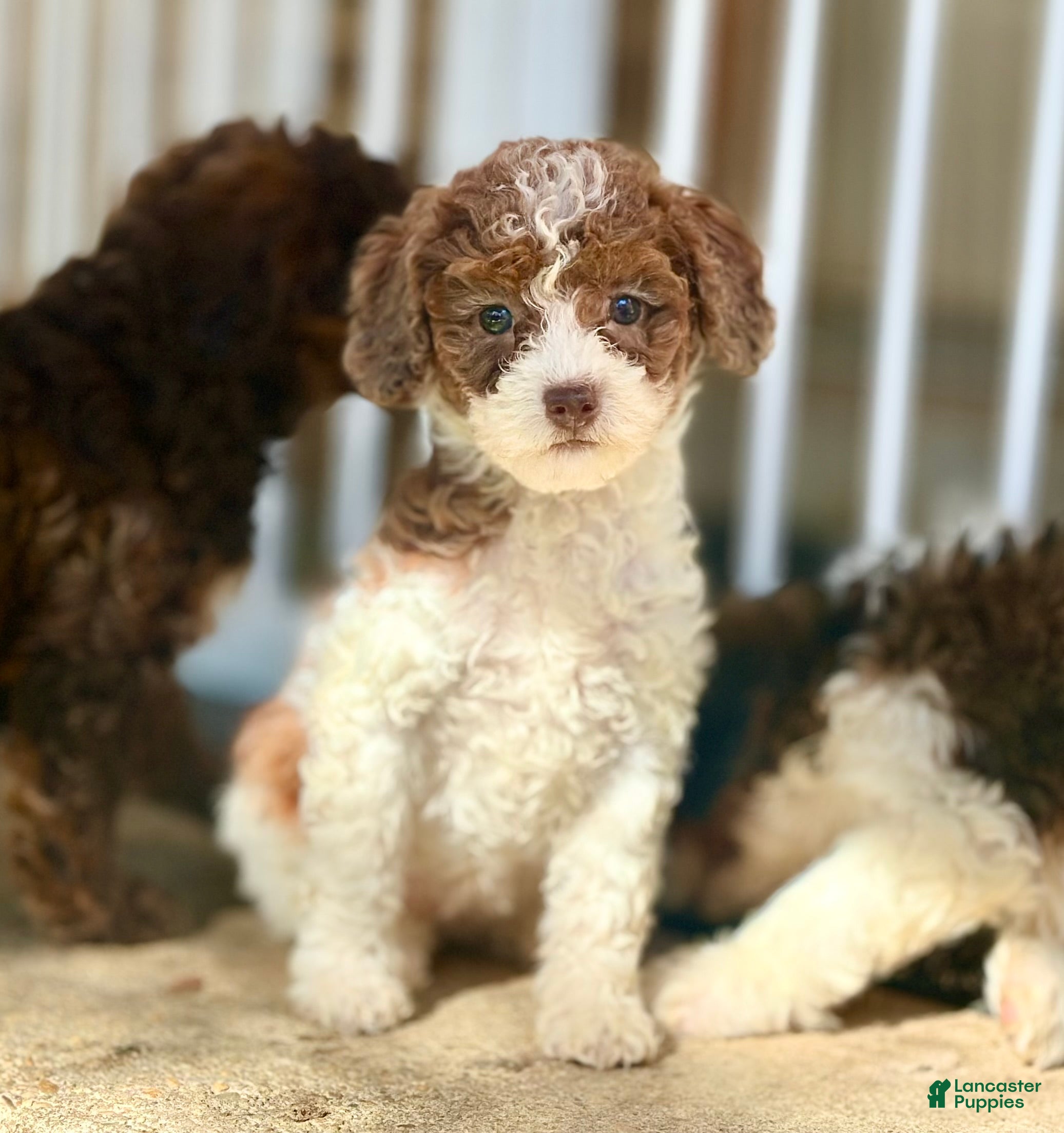 Double Doodle dogs Sugar - Ad 1