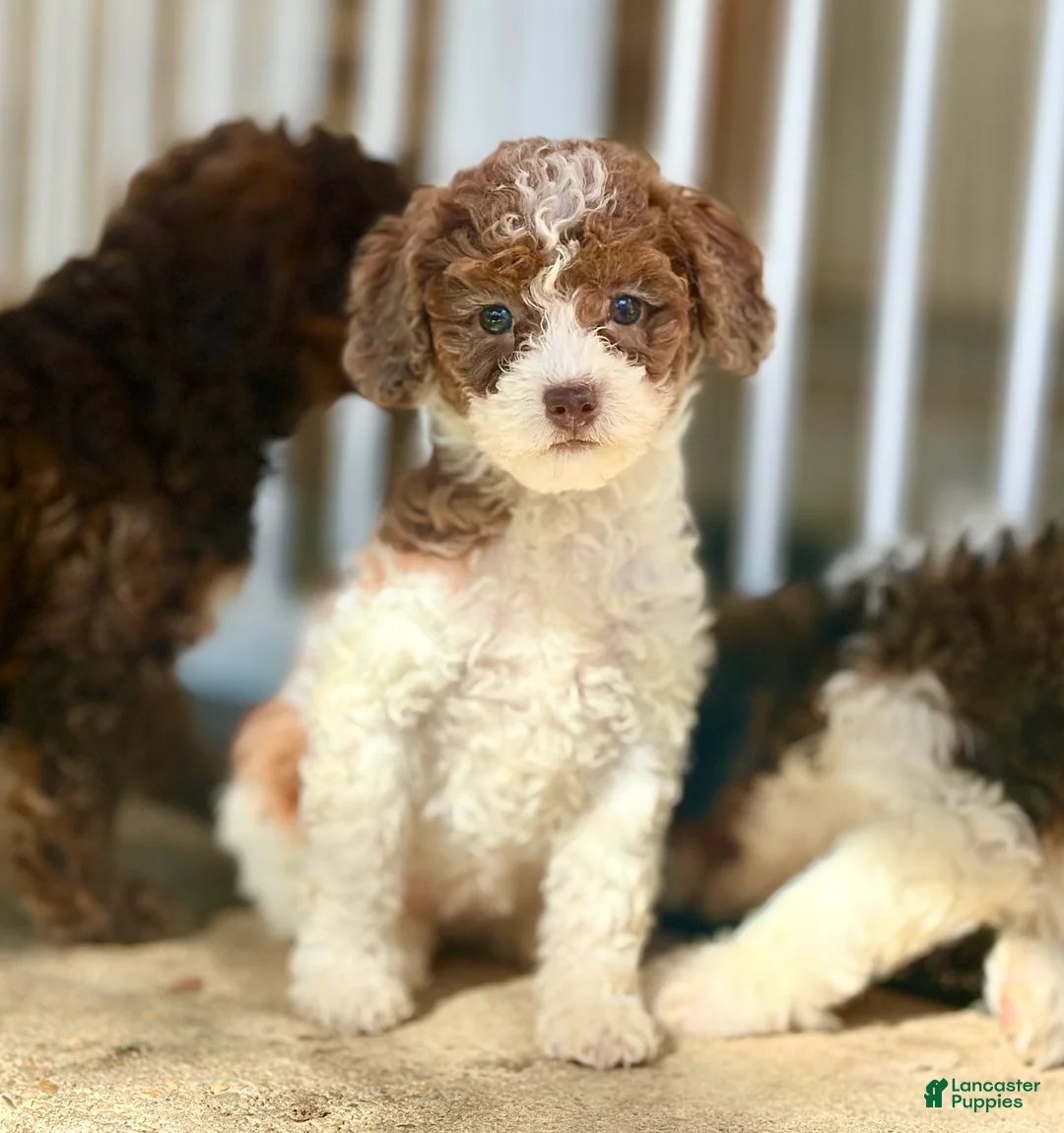 Double Doodle dogs for sale: Sugar - Ad 1