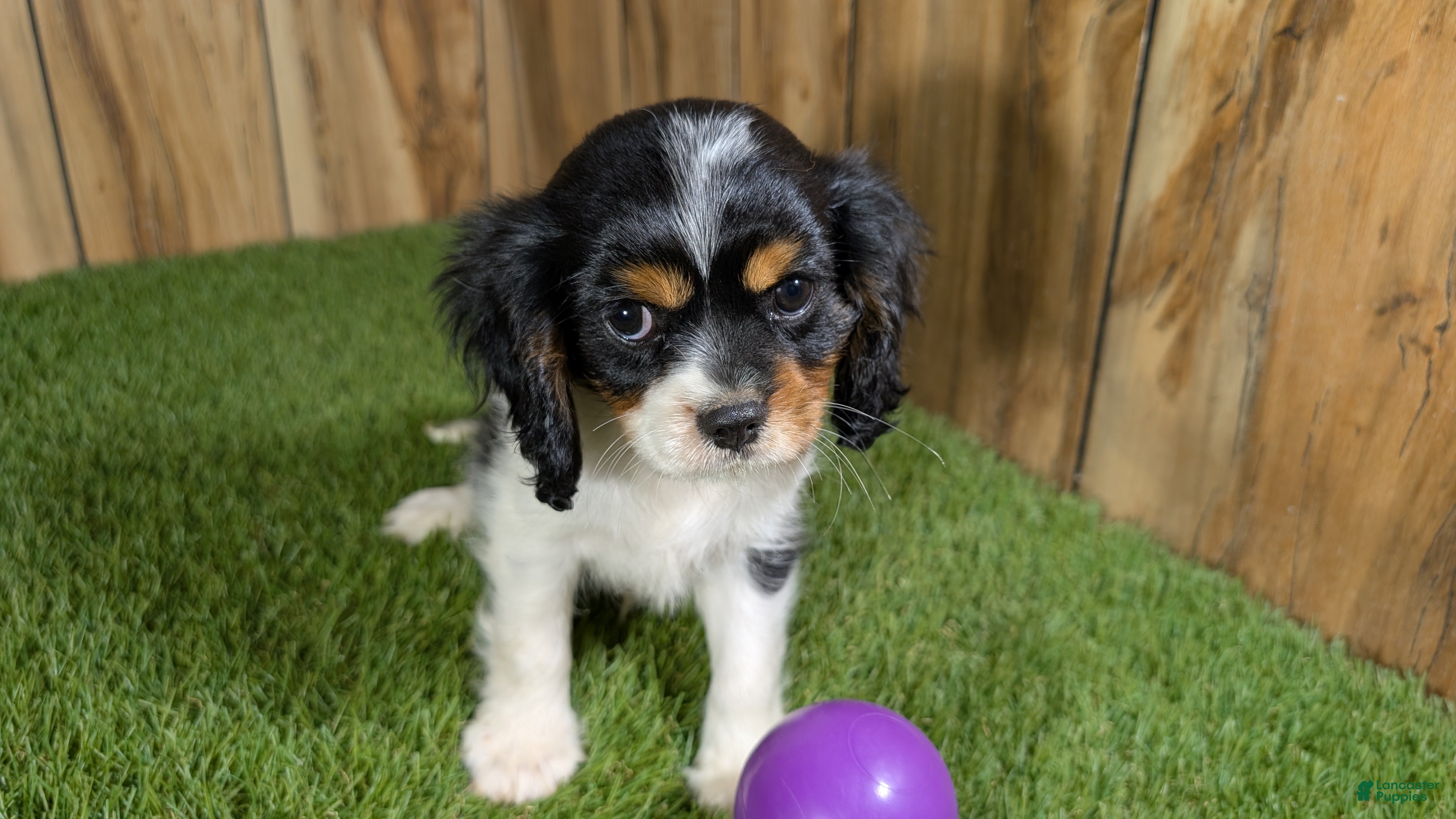 Cavalier King Charles Spaniel dogs Gracie Girl 1 - Ad 1