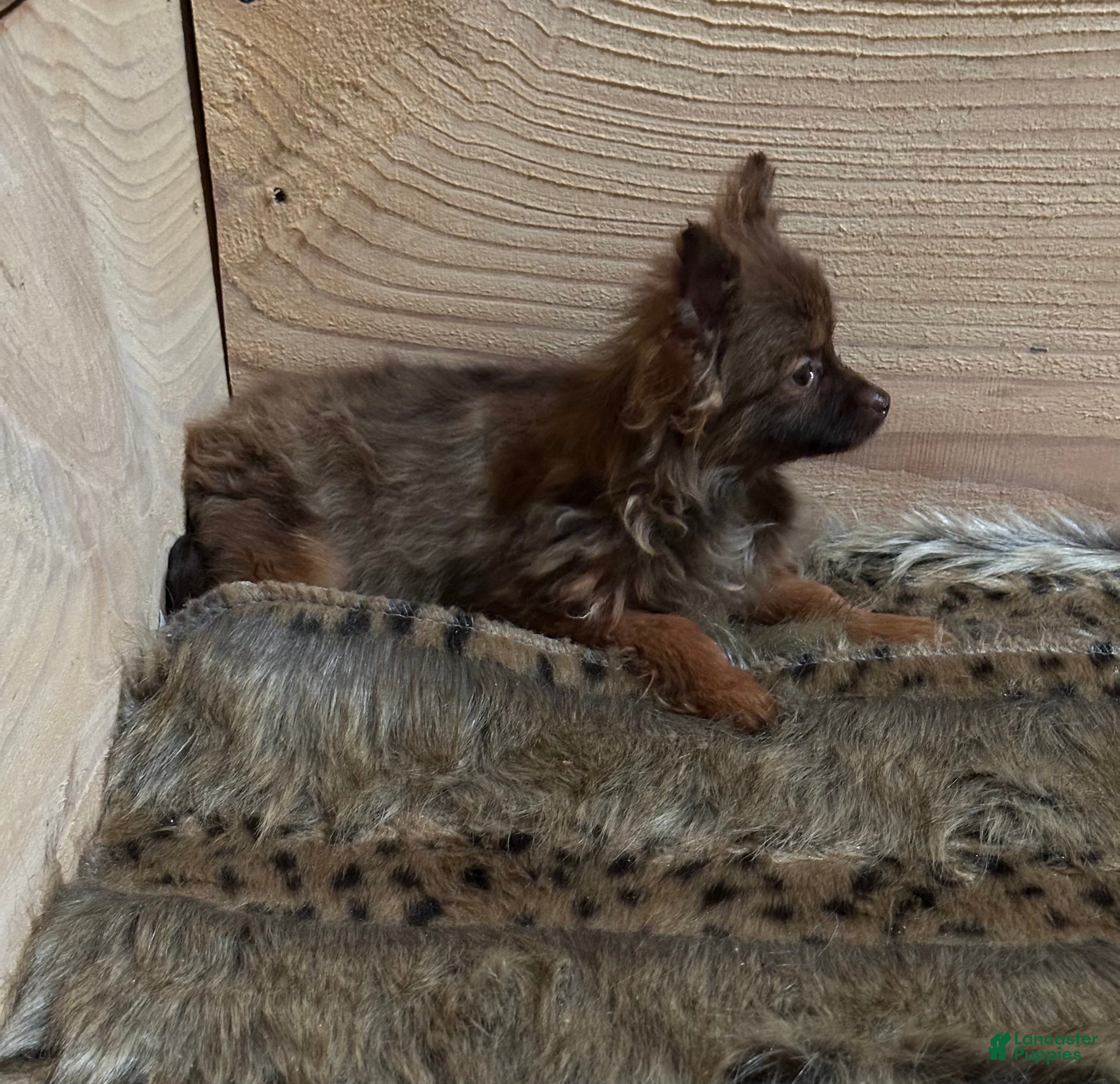 Pomeranian dogs Delta (Dawn) - Ad 14