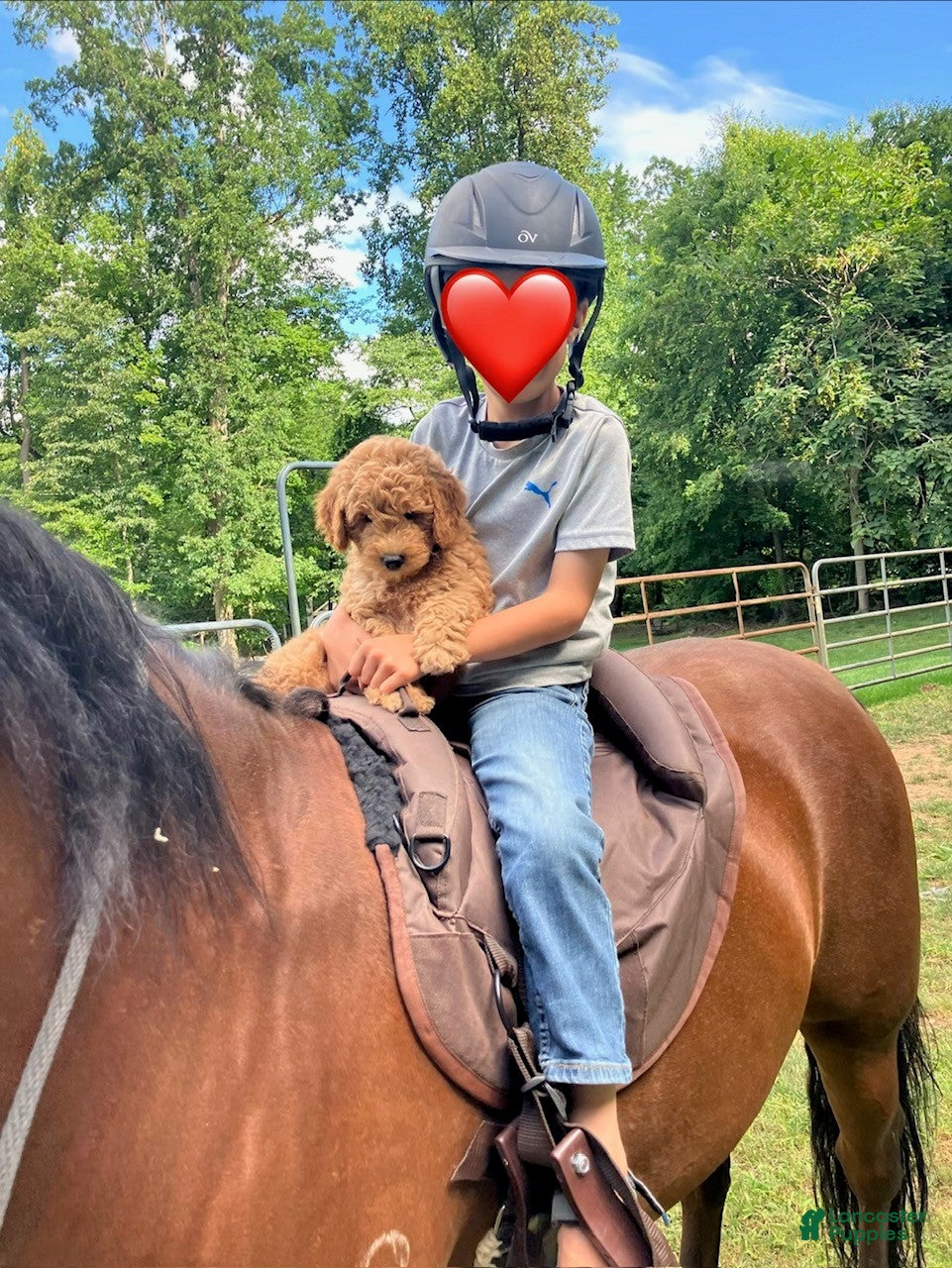 Mini Goldendoodle dogs Louie - Ad 1