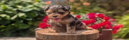 Yorkiepoo dogs for sale: Zoey - Ad 2