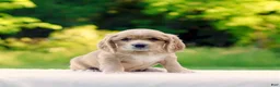 Cocker Spaniel dogs for sale: Tiffany - Ad 4