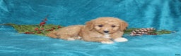 Mini Goldendoodle dogs for sale: Bella - Ad 3