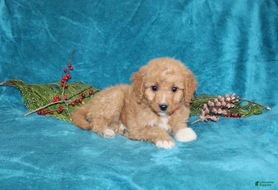 Mini Goldendoodle dogs for sale: Bella - Ad 3