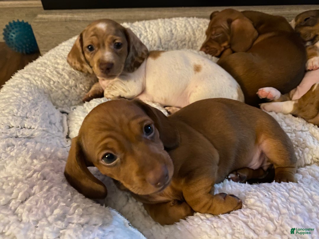 Miniature Dachshund dogs for sale: Miniature Dachshund Puppy 1 - Ad 2