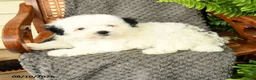 Maltipoo dogs for sale: Finley - Ad 3
