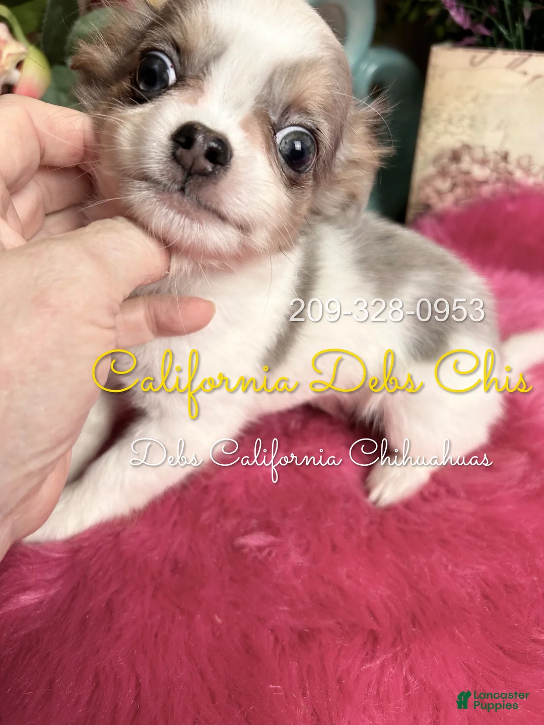 Chihuahua dogs for sale: Bluebell in California  - Ad 7