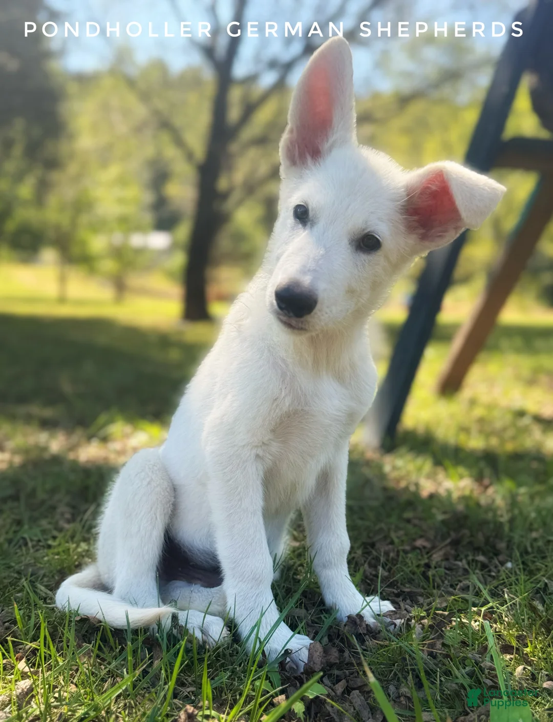 German Shepherd dogs for sale: German Shepherd 1 - Ad 1
