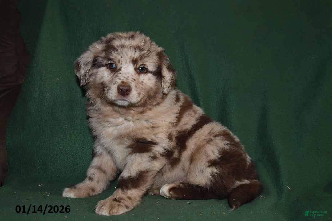 Mixed Breed dogs for sale: Gavin - Ad 3