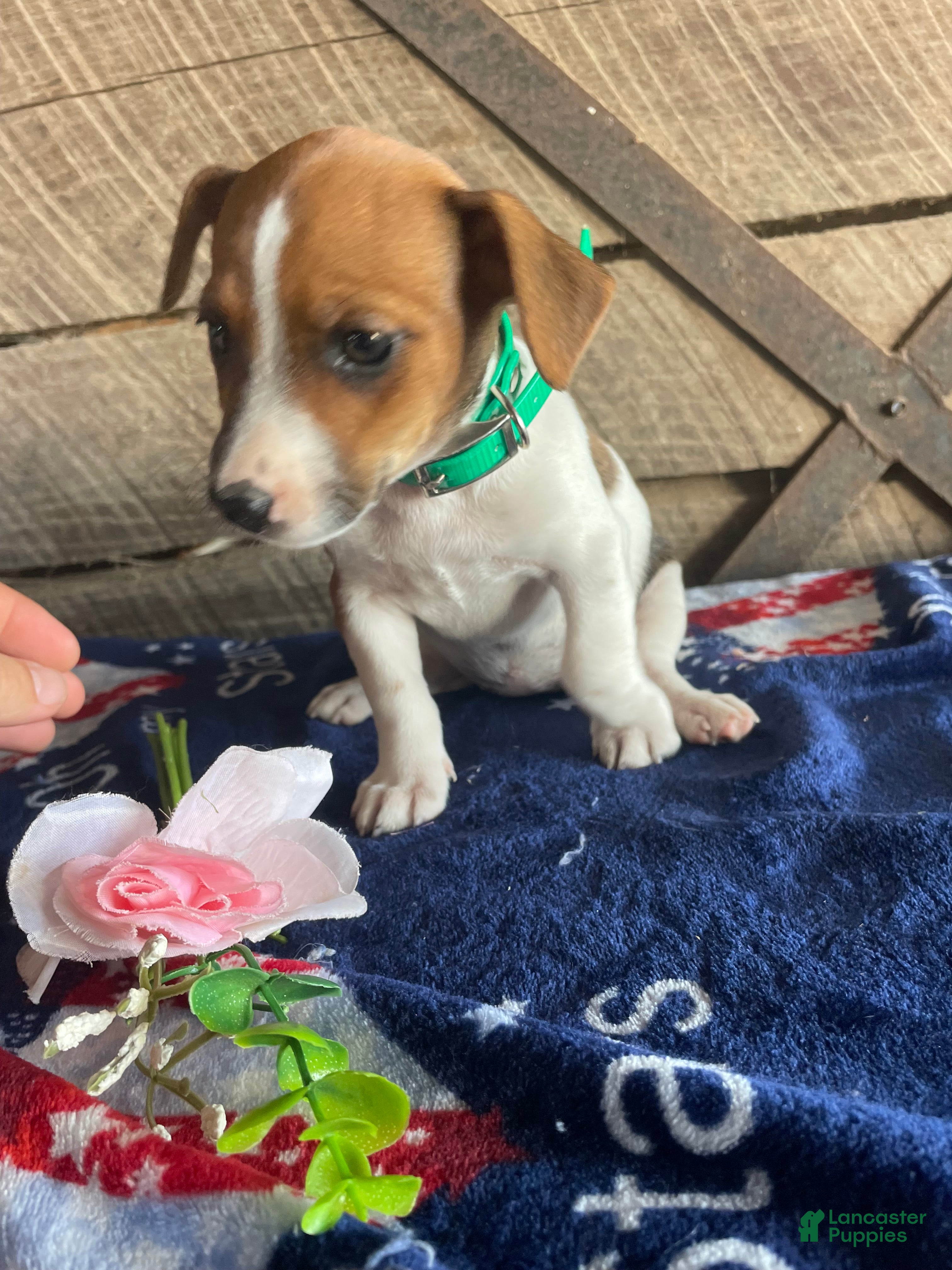 Jack Russell Terrier dogs Minnie - Ad 28