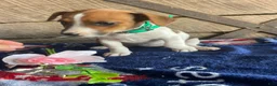 Jack Russell Terrier dogs for sale: Minnie - Ad 1