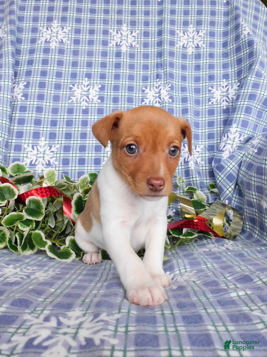 Jack Russell Terrier dogs for sale: Charlie - Ad 3