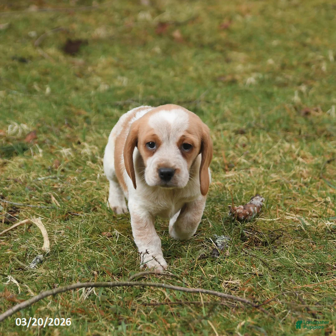 Beagle dogs for sale: Barkley - Ad 3