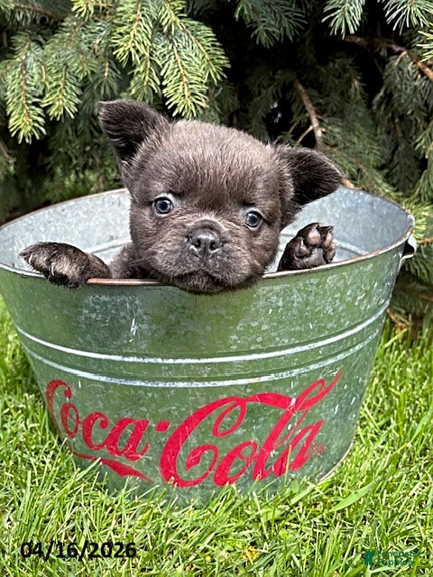 French Bulldog dogs Malone Fluffy - Ad 1
