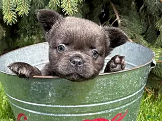 French Bulldog dogs for sale: Malone Fluffy - Ad 2