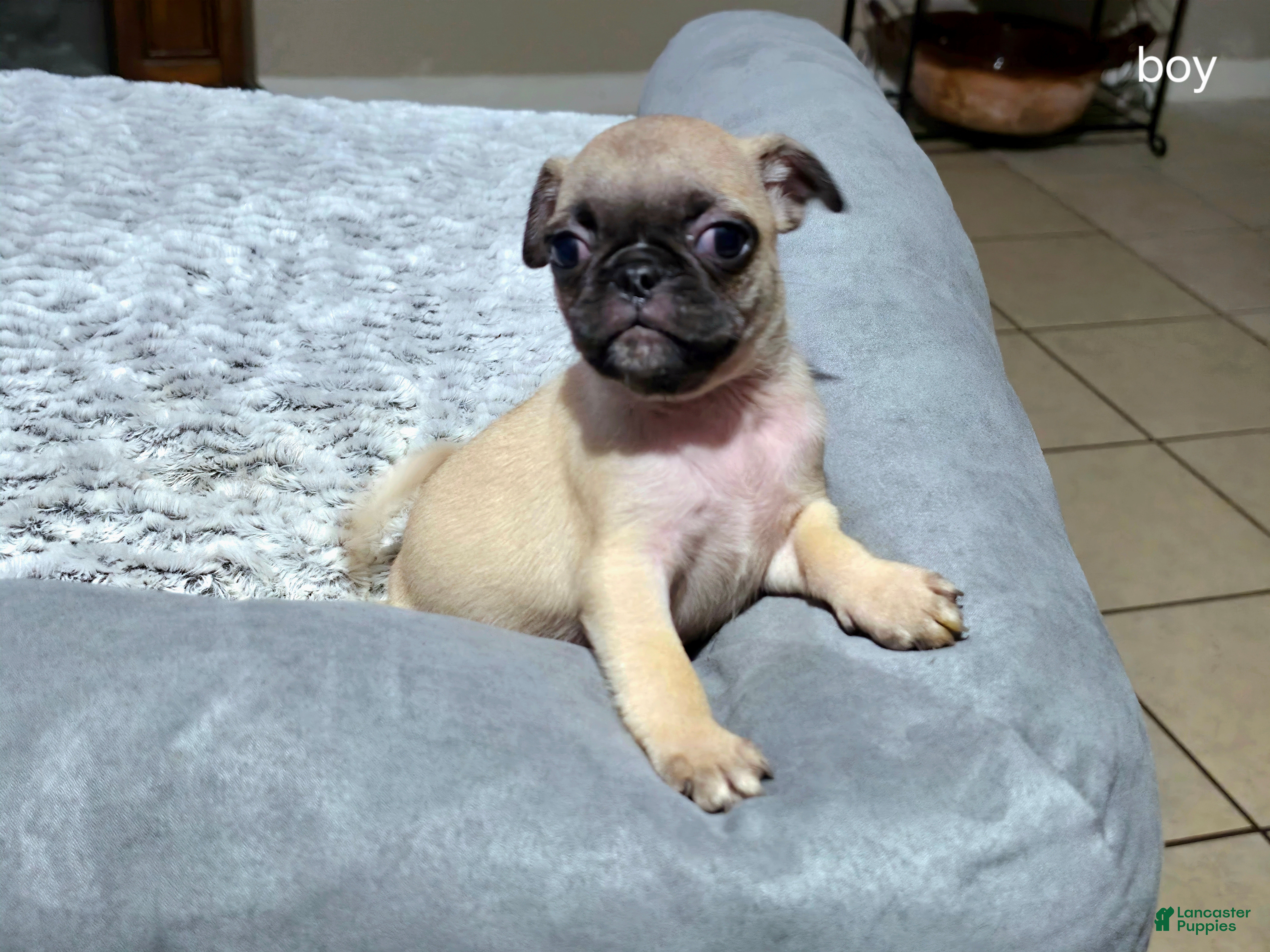 Pug dogs Pug Puppy 4 - Ad 21