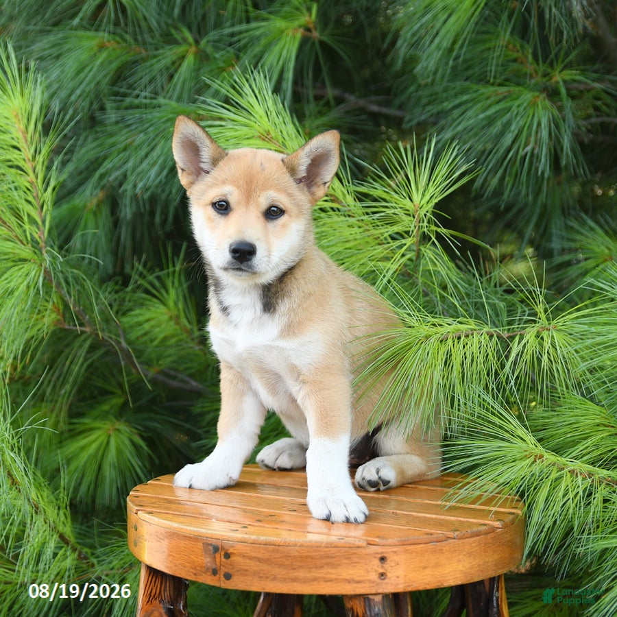 Shiba Inu dogs Skyla - Ad 2