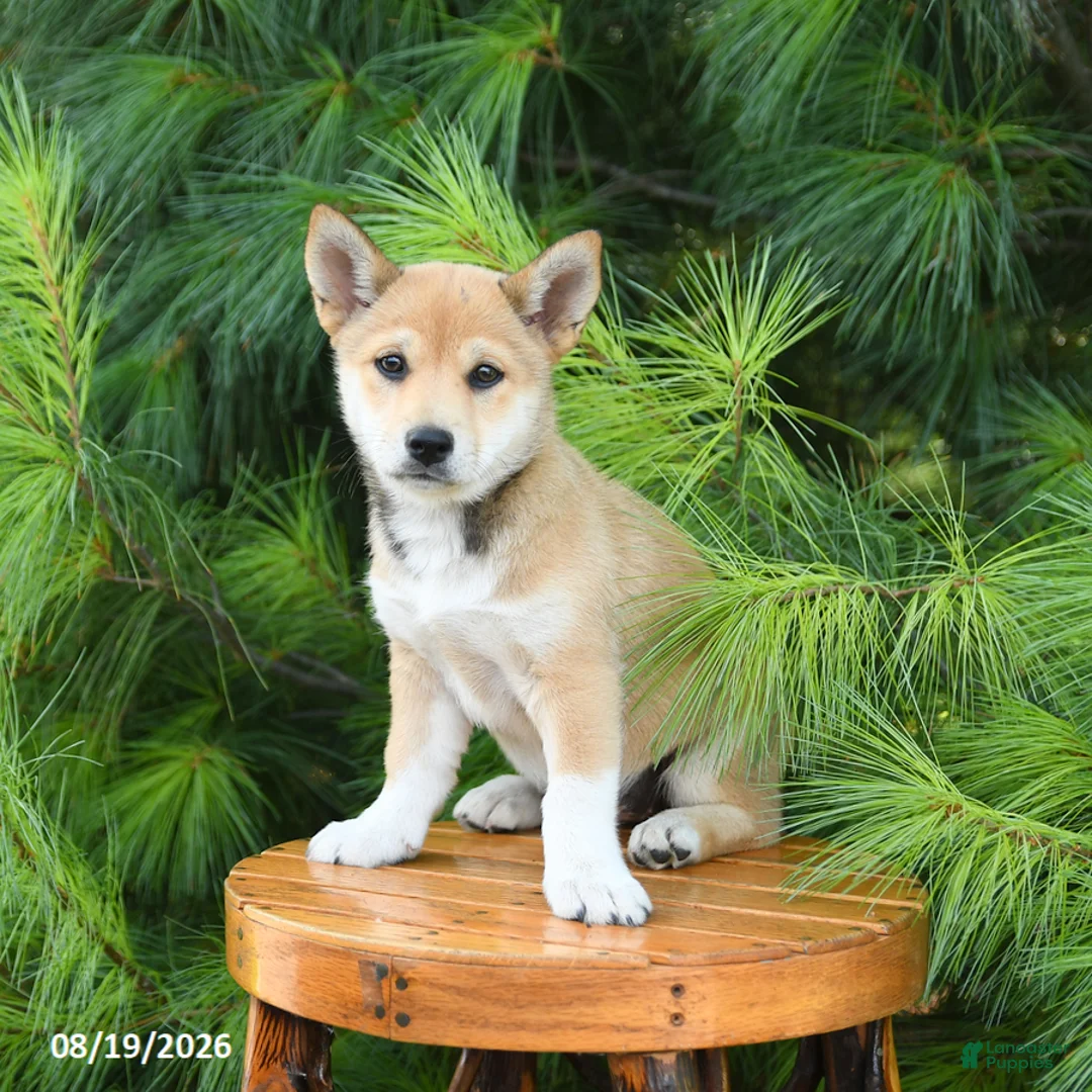 Shiba Inu dogs for sale: Skyla - Ad 2