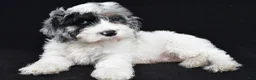 Cockapoo dogs for sale: Tyler - Ad 5