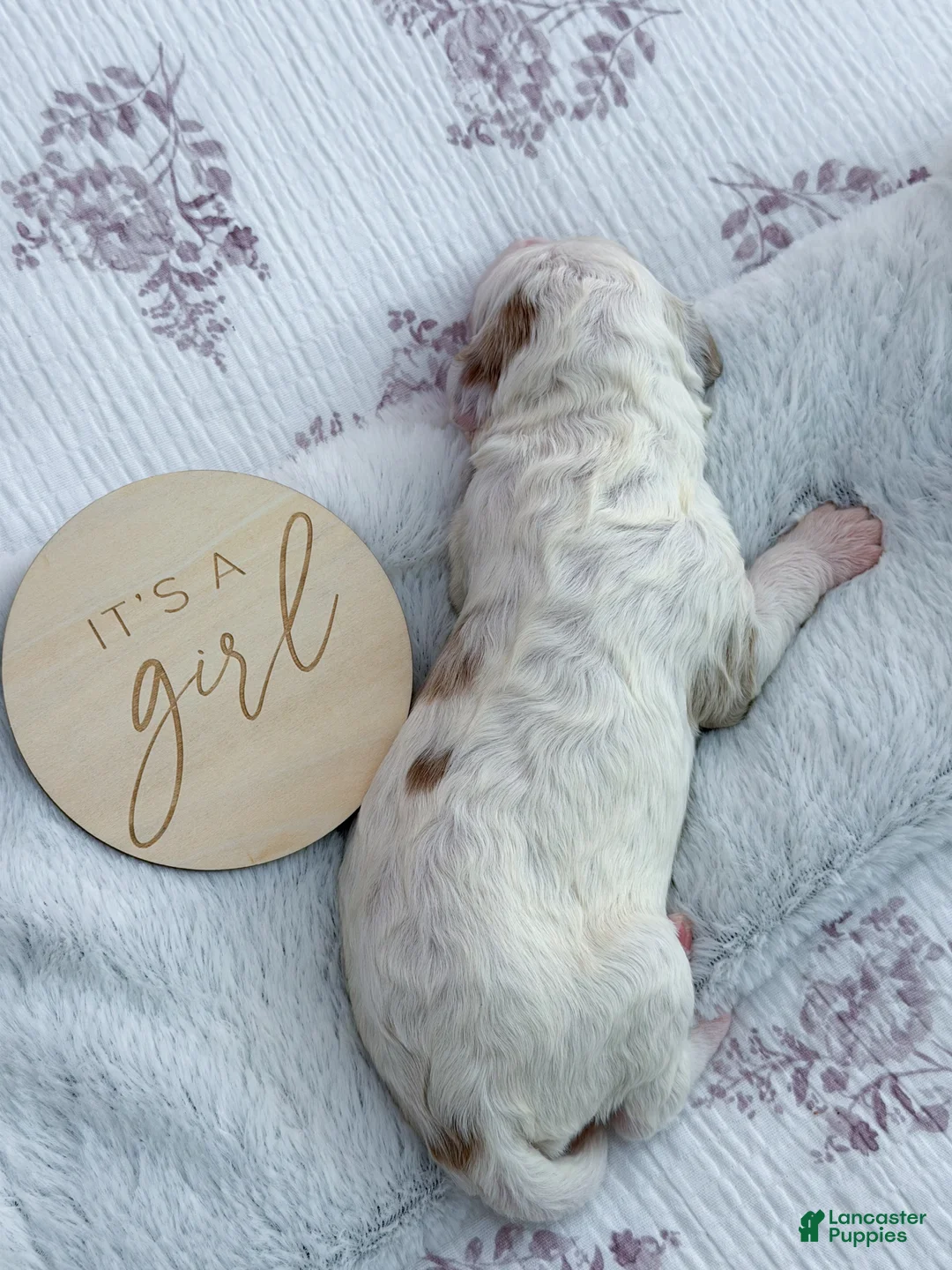 Goldendoodle dogs for sale: Amelia  - Ad 3