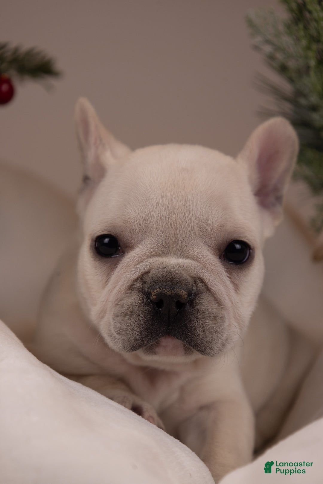 French Bulldog dogs for sale: Bluey - Ad 19