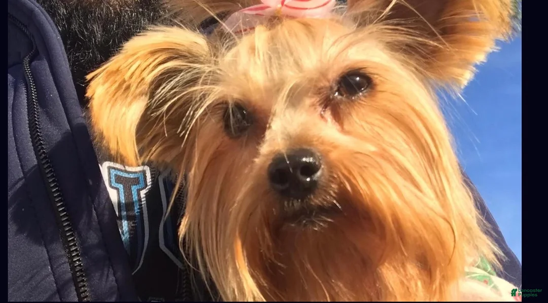 Yorkshire Terrier dogs for sale: Yorkshire Terrier 4 - Ad 2