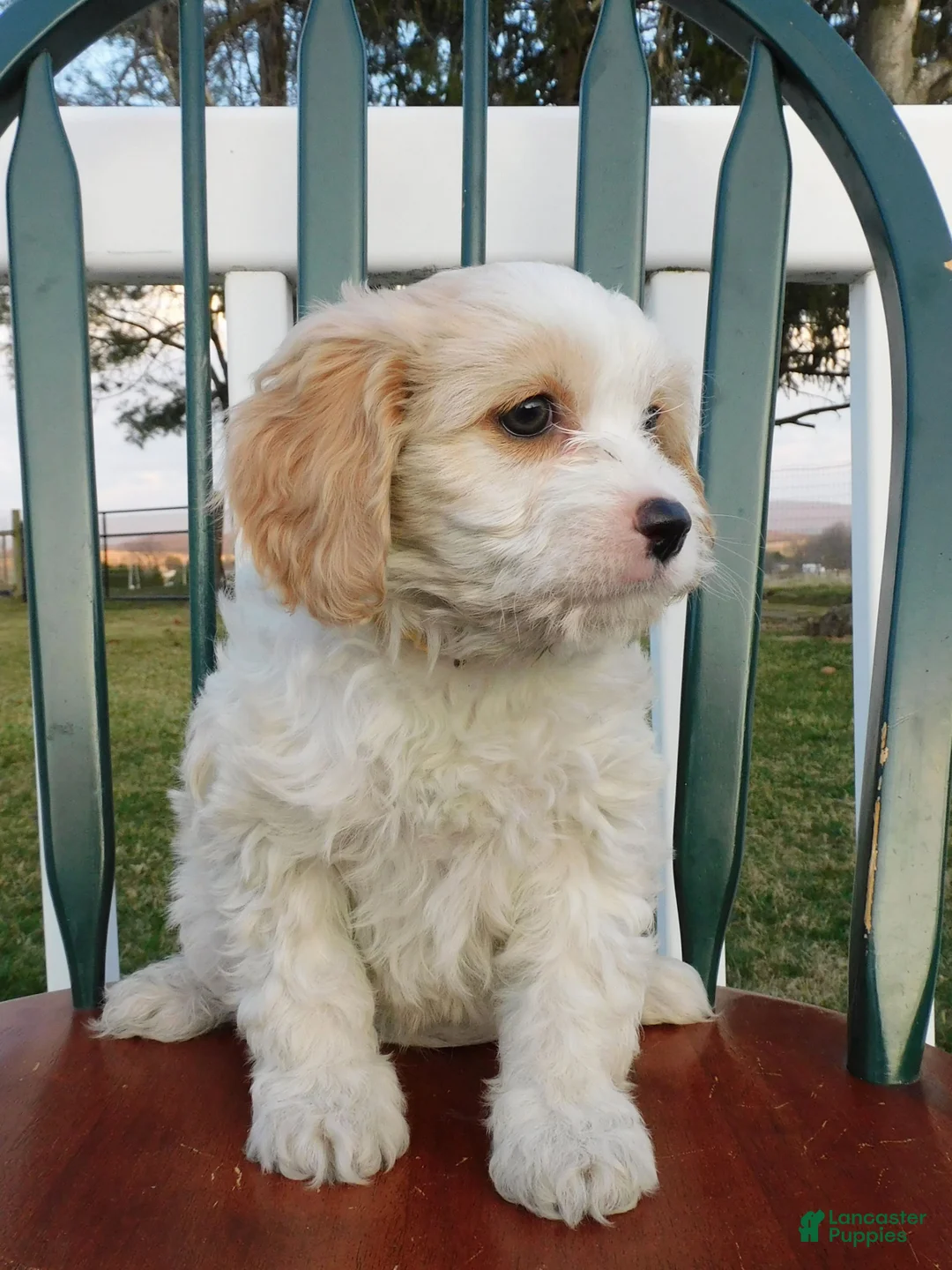 Cavachon dogs for sale: Snowdrop - Ad 6