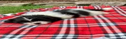 Shih Tzu dogs for sale: Tessa - Ad 5