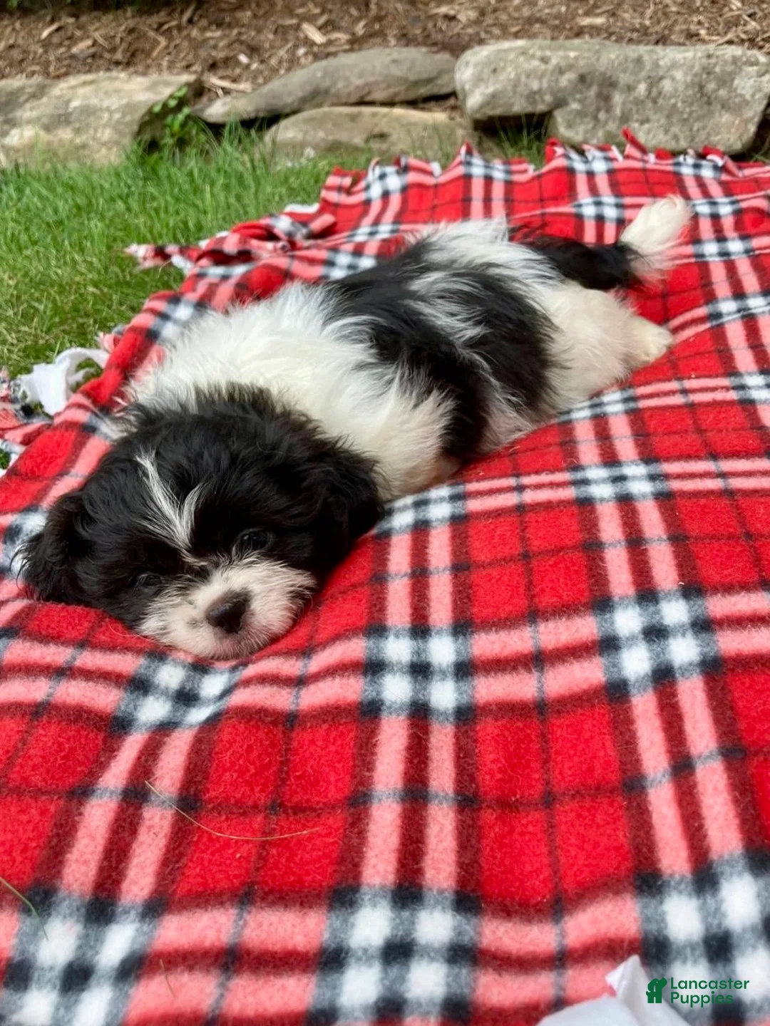 Shih Tzu dogs for sale: Tessa - Ad 5