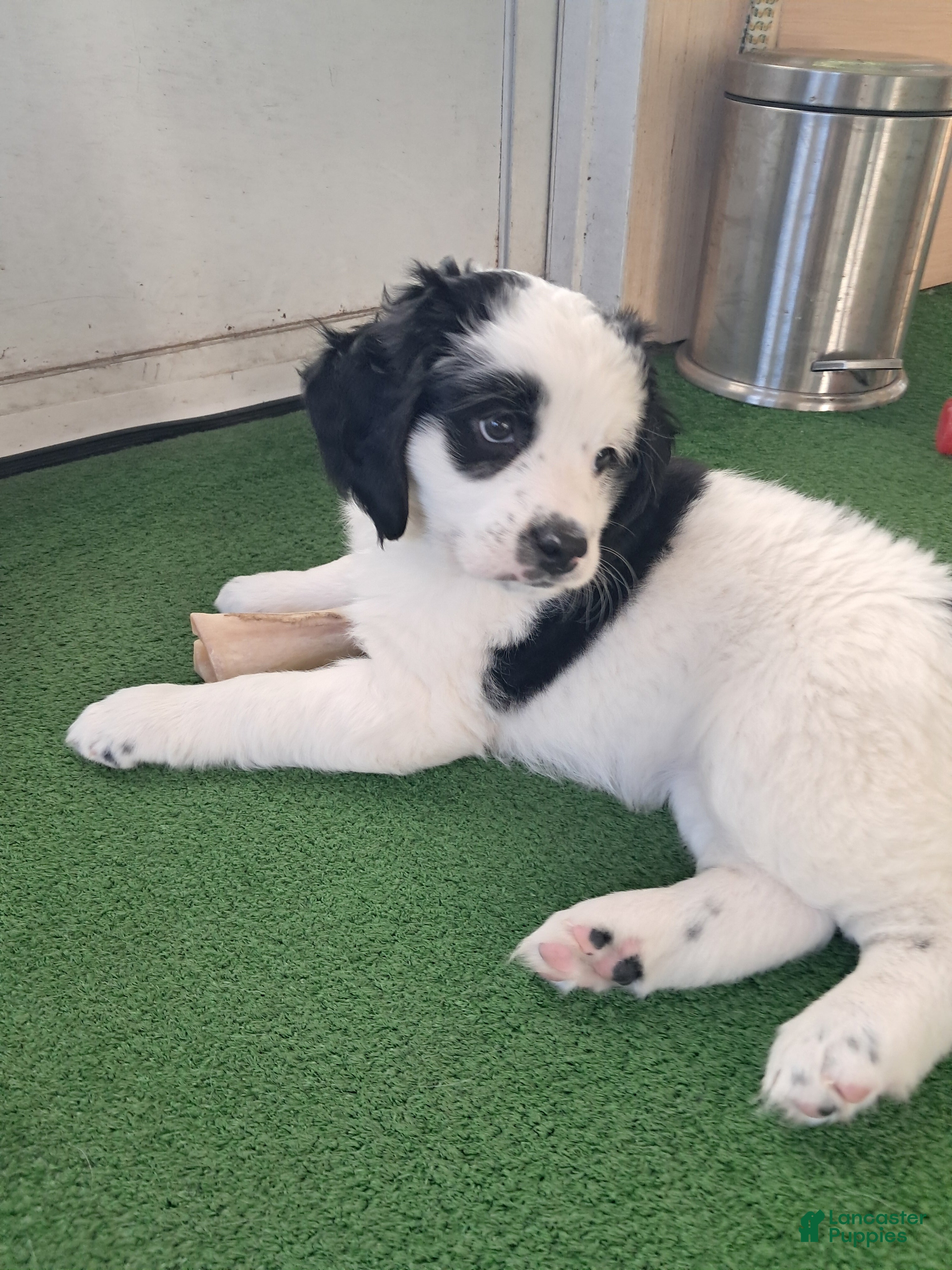 Double Doodle dogs Winnie - Ad 2