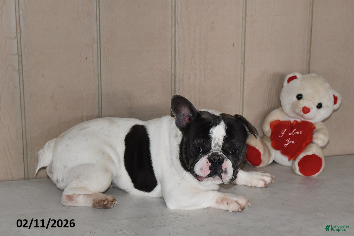 French Bulldog dogs Teddy - Ad 41