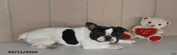 French Bulldog dogs for sale: Teddy - Ad 1