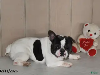 French Bulldog dogs Teddy - Ad 41