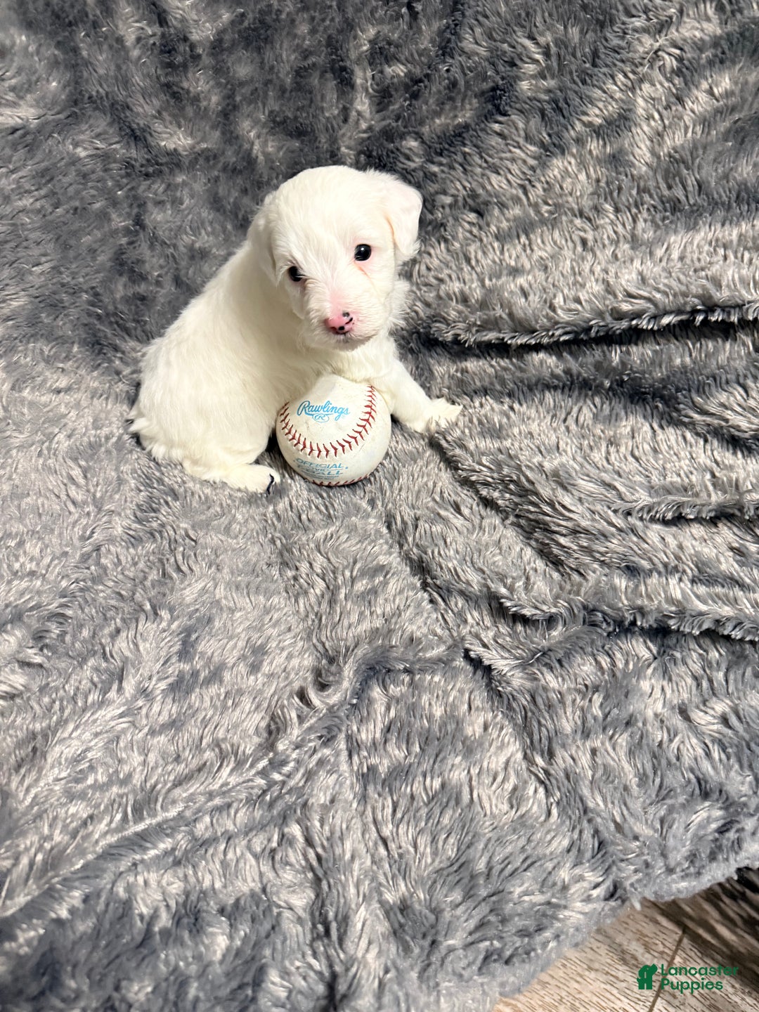 Pomapoo dogs for sale: Brodie - Ad 1