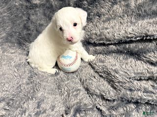 Pomapoo dogs Brodie - Ad 34