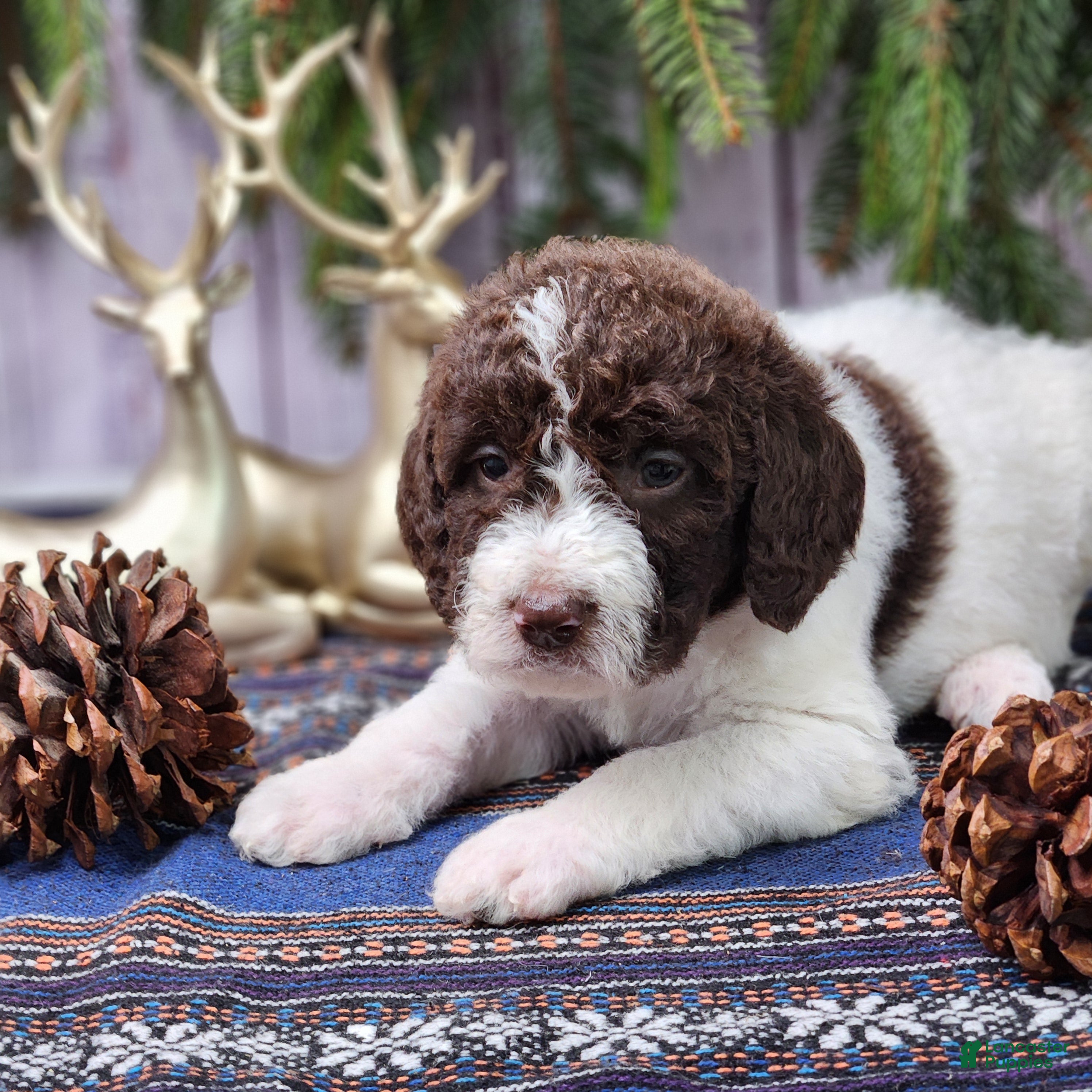 Labradoodle dogs Charlotte - F1B - Ad 5