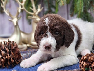 Labradoodle dogs Charlotte - F1B - Ad 39