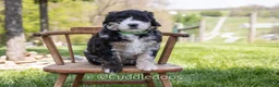 Sheepadoodle dogs for sale: Dahlia - Ad 4